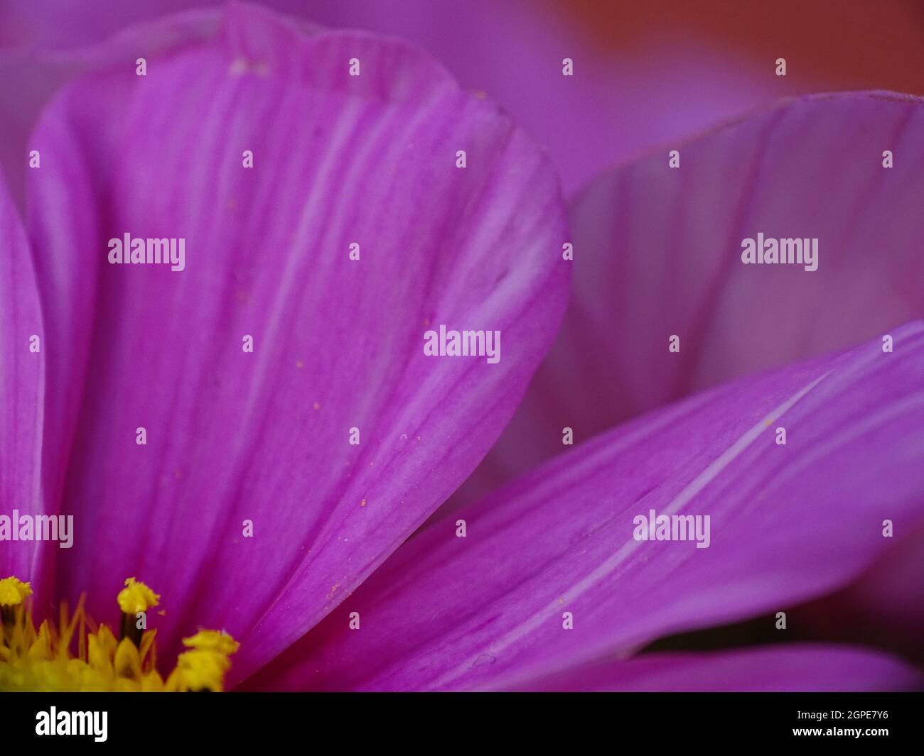 Pink cosmos flower glow hi-res stock photography and images - Alamy