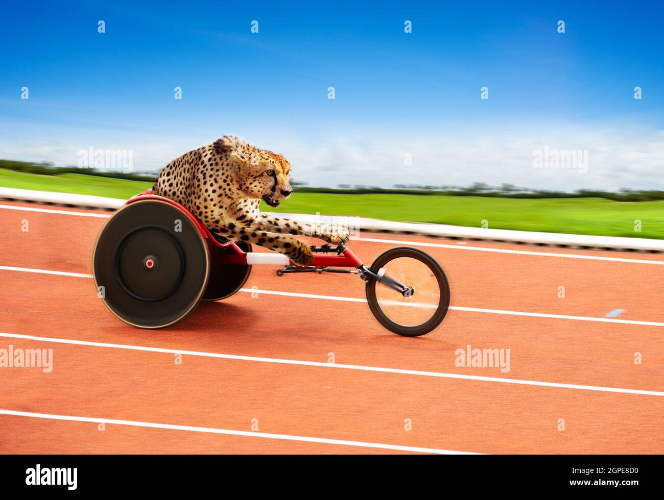 Cheetah disabled sportsman athlete on race track Stock Photo