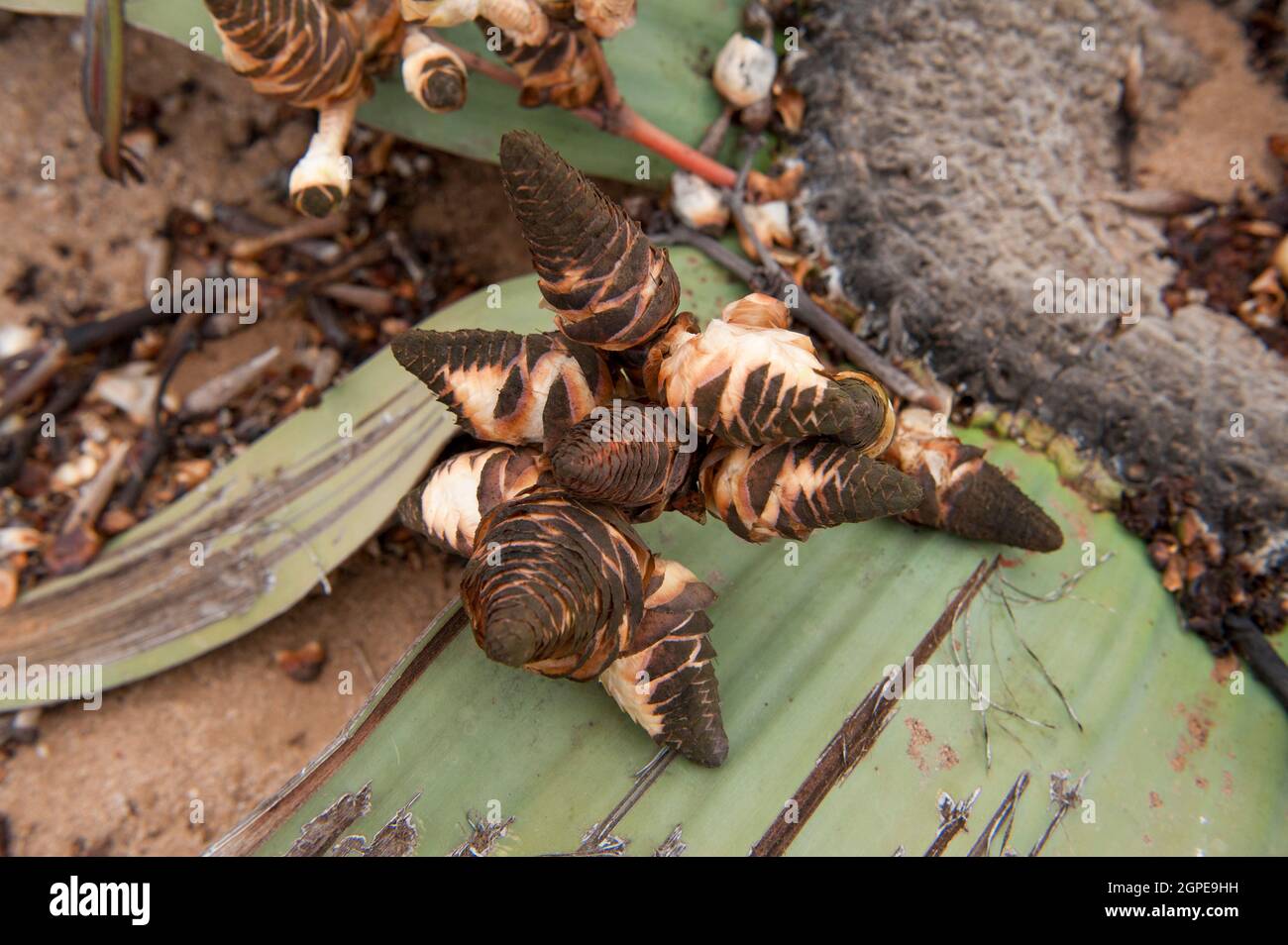 Welwitschia mirabilis. This unique plant consists of a woody stem and two large leaves. It is evergreen and the leaves grow continuously along the gro Stock Photo