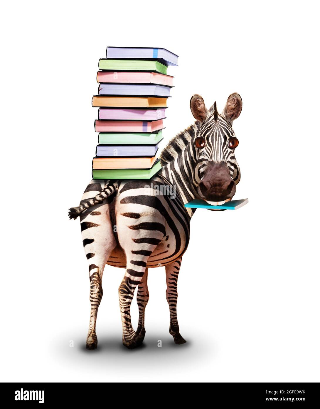 Zebra with books on the back and textbook concept Stock Photo - Alamy