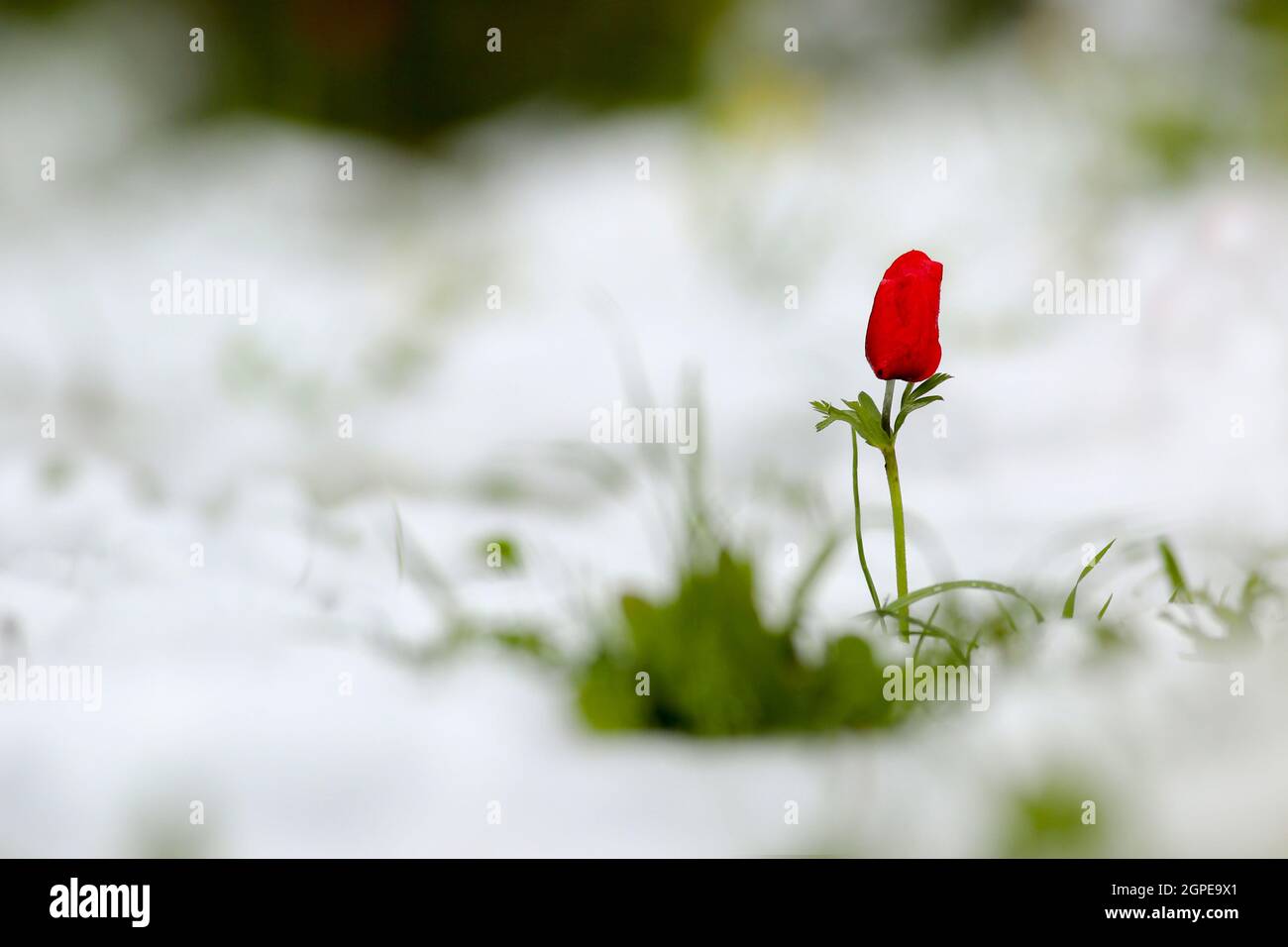Anemone coronaria AKA Spanish marigold or Kalanit (in Hebrew) in the snow. Photographed in Israel in the winter Stock Photo