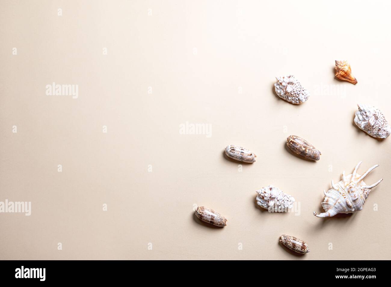summer composition with different seashells on beige background. copy space Stock Photo