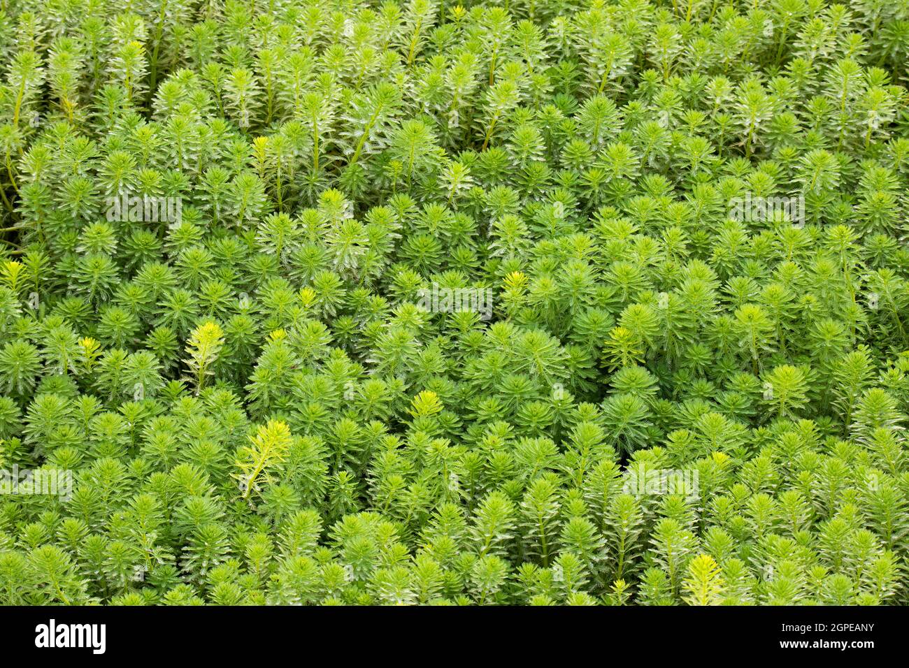 background of green herbal plants that grow in swamps and ponds Stock Photo