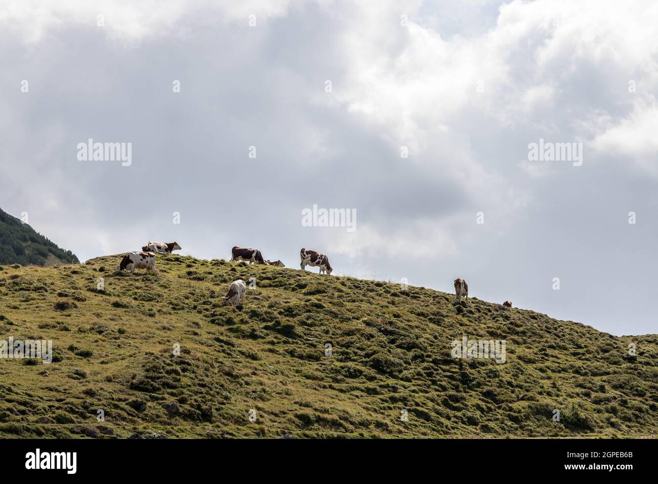 Cows are grazing in the alpine meadow, mountain chain in the background ...