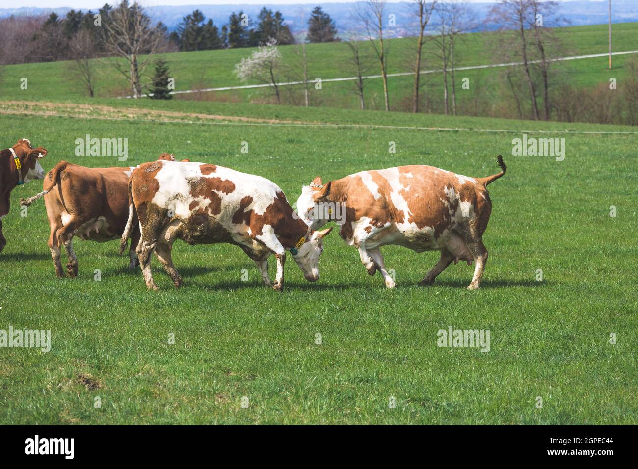 Spring Time Cow Happy cows are playing on the meadow, spring time Stock Photo - Alamy