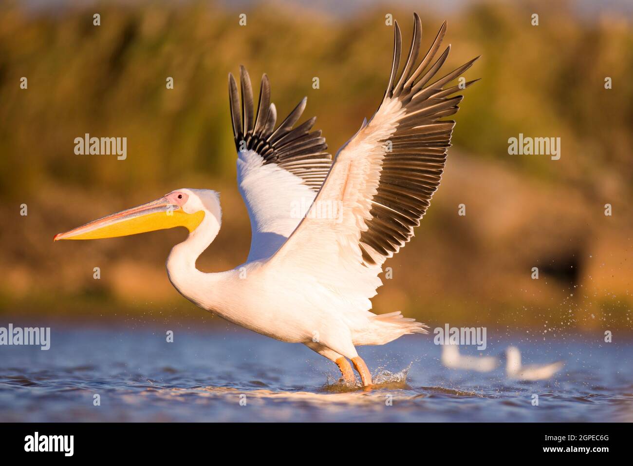 Pelicans in the water Photographed in Ein Afek Nature Reserve, Israel in November Stock Photo