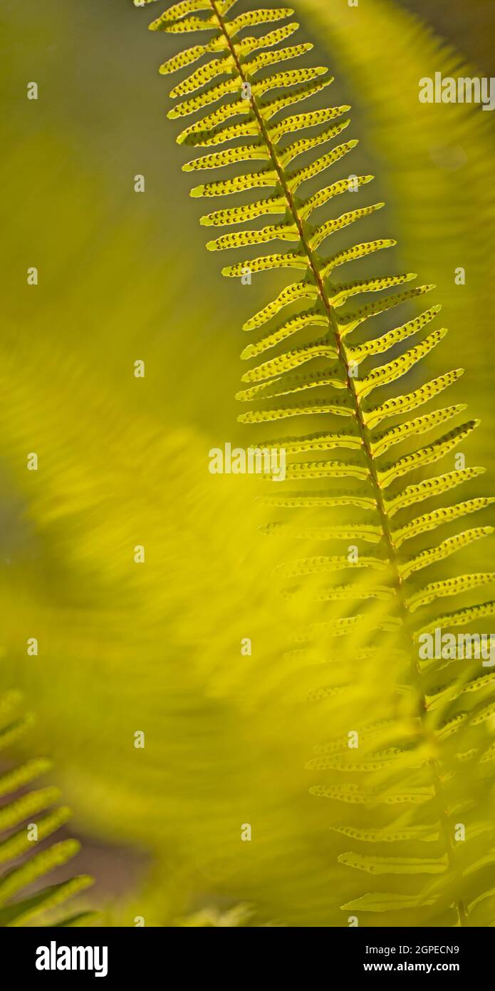 Nephrolepis exaltata, commonly called sword fern or Boston fern, is native to Florida, West Indies, Mexico, Central America, South America, Polynesia Stock Photo