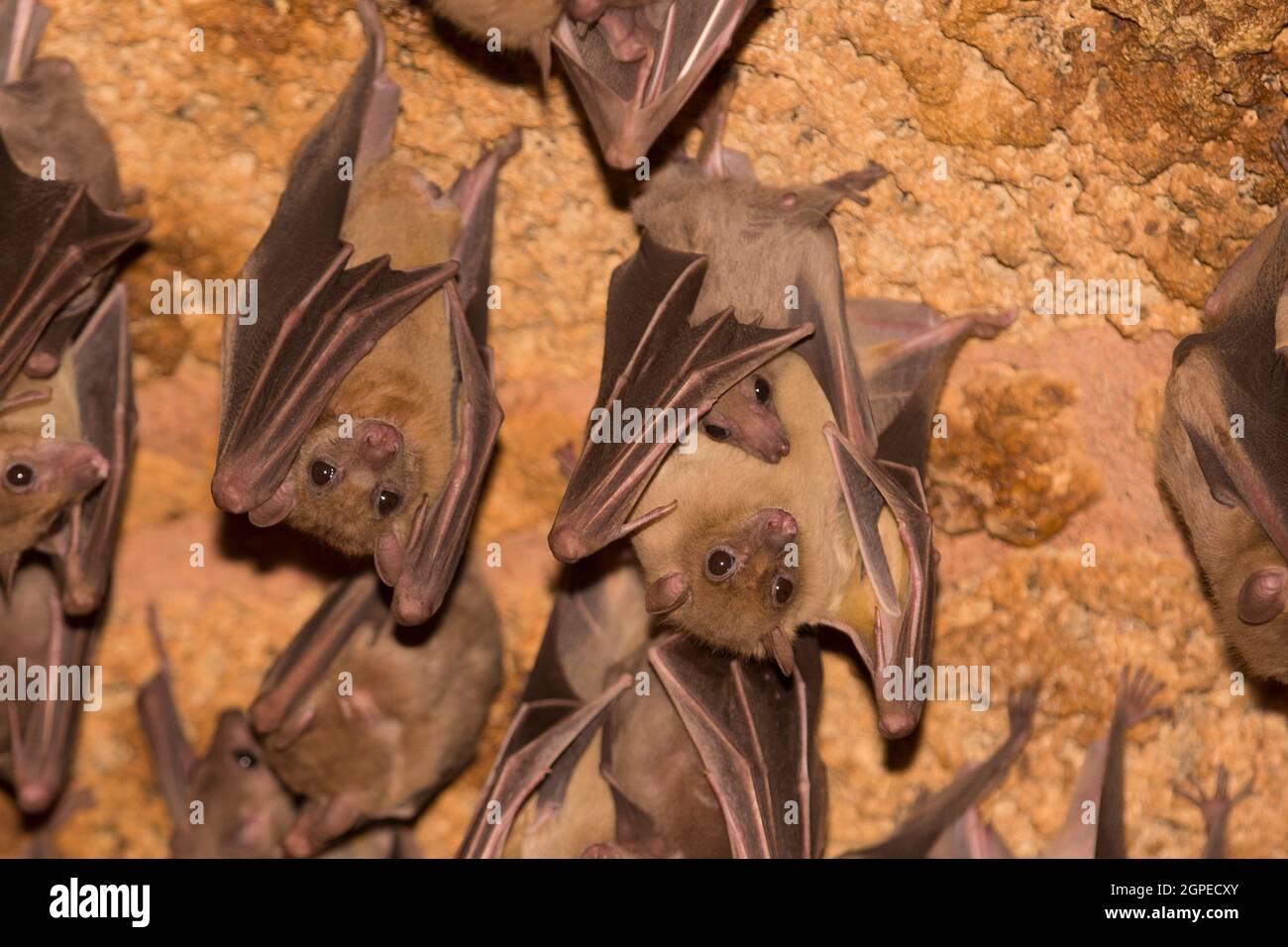 Old world fruit bats hi-res stock photography and images - Alamy