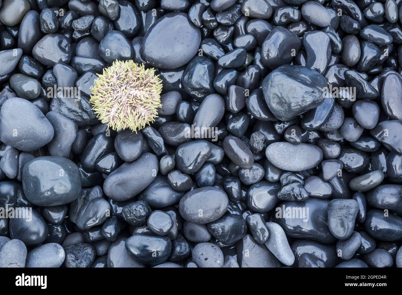 Sea Urchin, Stronglylocentrotus droebachiensis, on wet stones Stock Photo