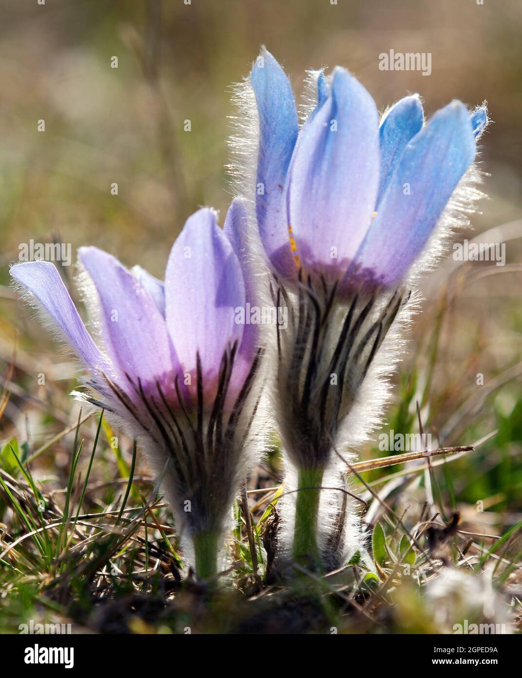 beautiful blue and yellow early springy flower of pasqueflower on the meadow Stock Photo