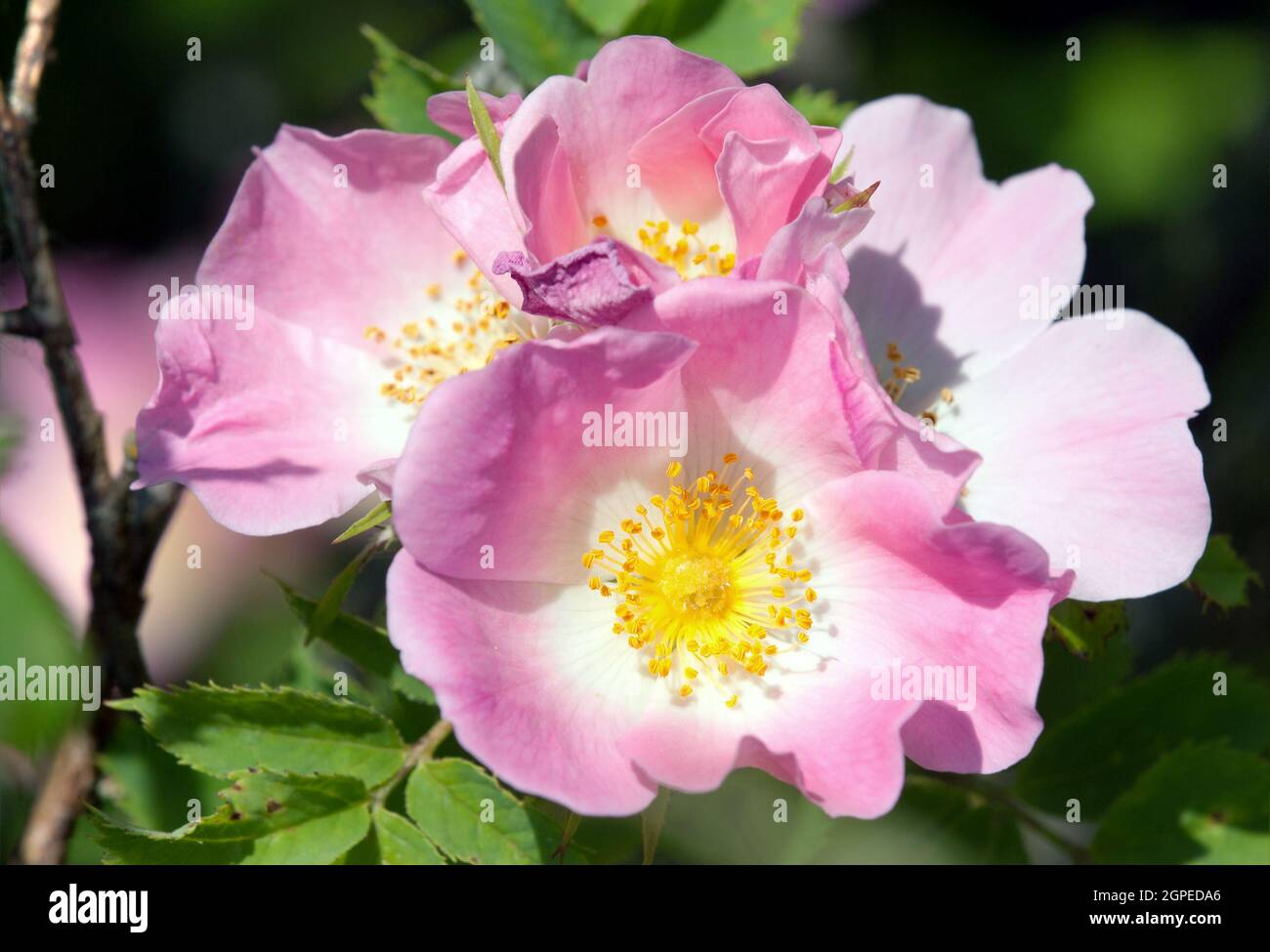 Beautiful pink and yellow flower of dog-rose Stock Photo