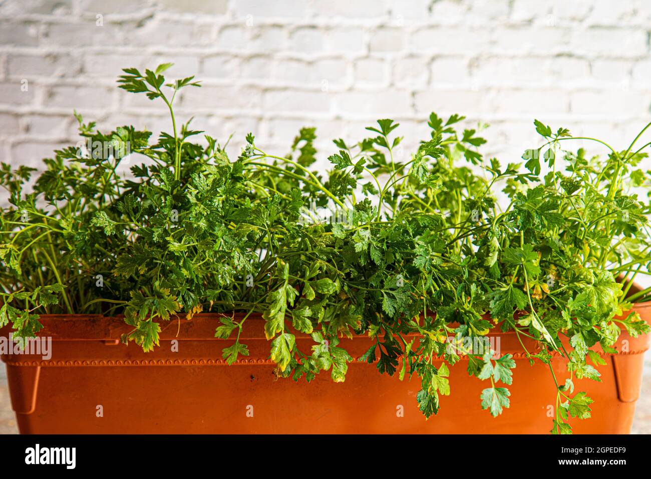 parsley grown at home in a pot on a white brick wall background Stock Photo