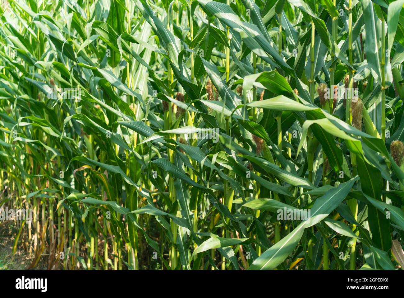 Corn plants ready for harvesting on a corn field Stock Photo