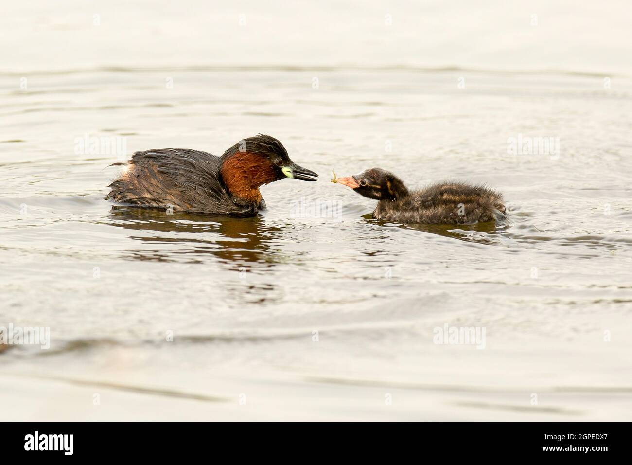 Little grebe (Tachybaptus ruficollis) feeds a young chick. This bird inhabits rivers, lakes and marshland, feeding on insects and other small inverteb Stock Photo