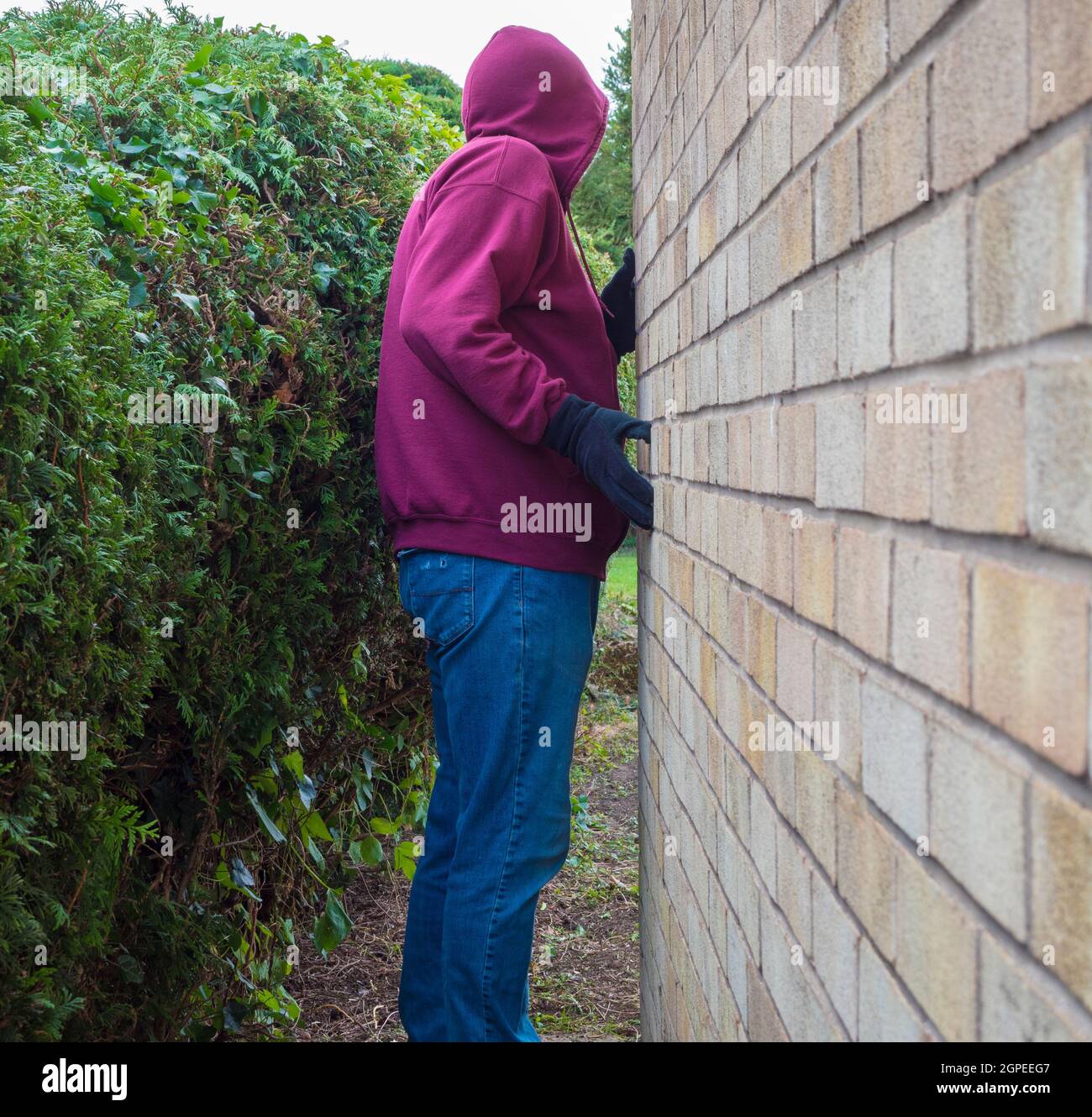 A man wearing denim jeans, hooded top and gloves, furtively standing next to an outside brick wall in daylight, peering around the corner. Stock Photo