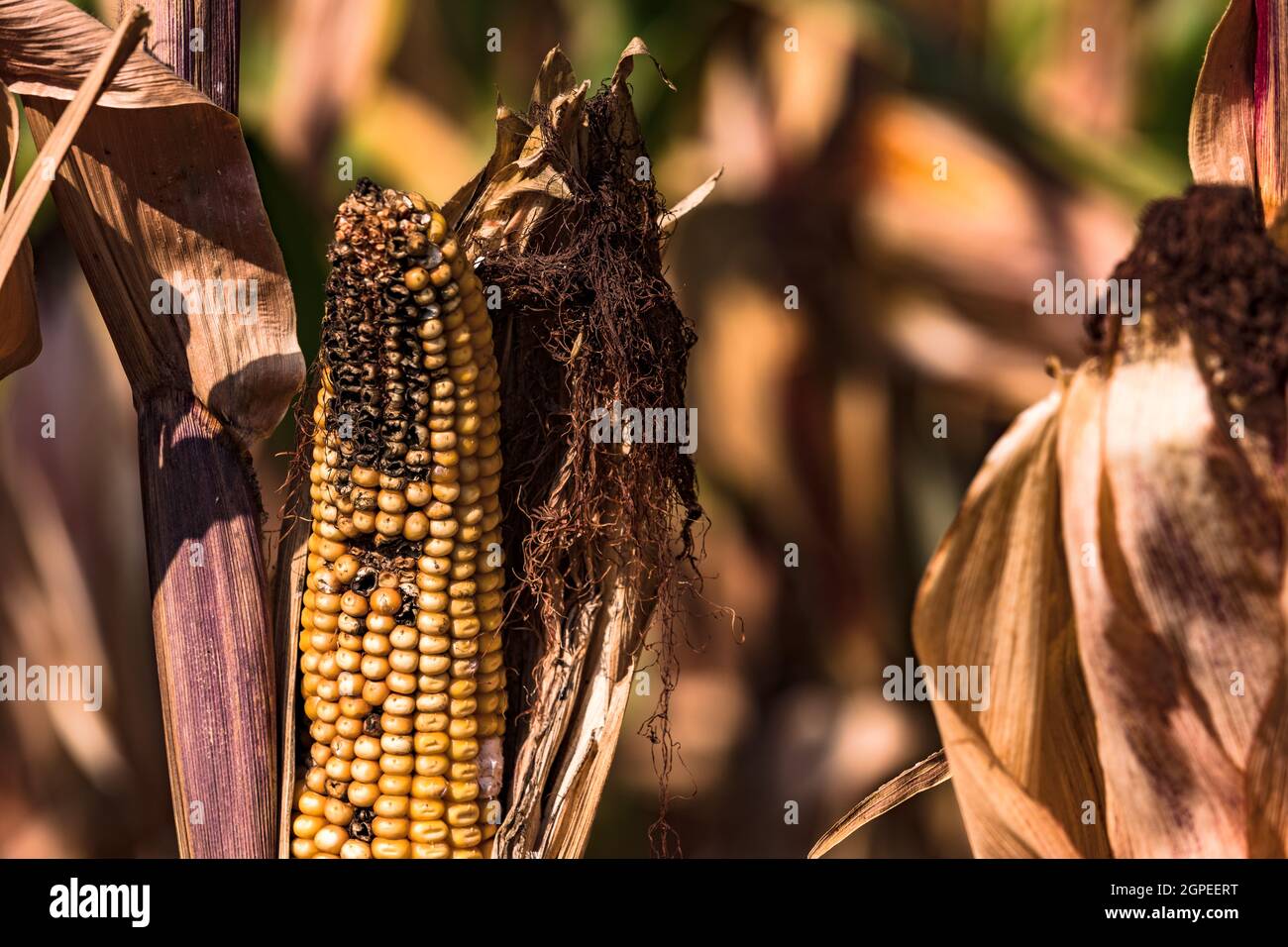 A corn cob on a corn field in Germany that is ready to be harvested Stock Photo