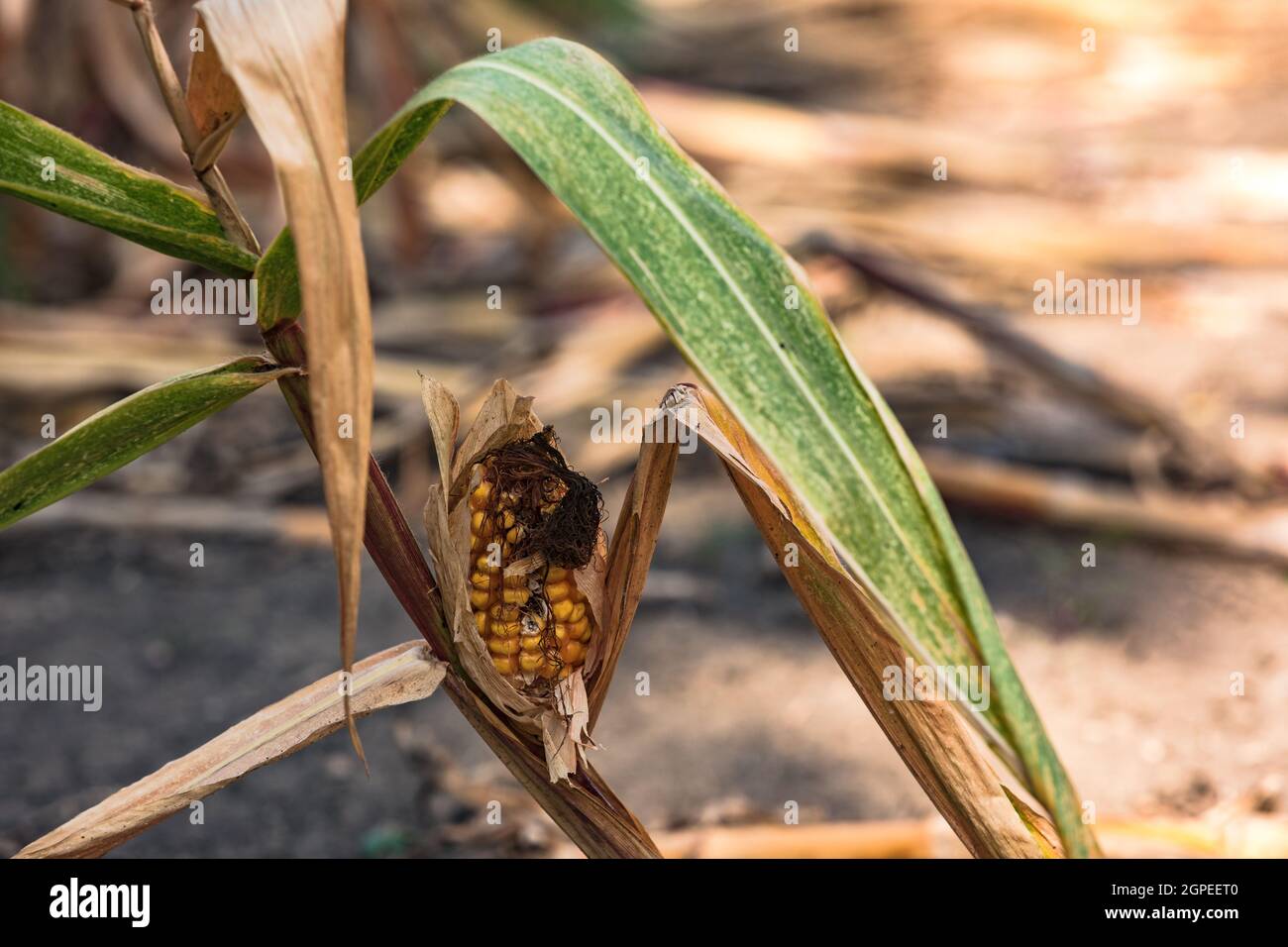 Stunted corn on the cob leads to losses for corn farmers Stock Photo