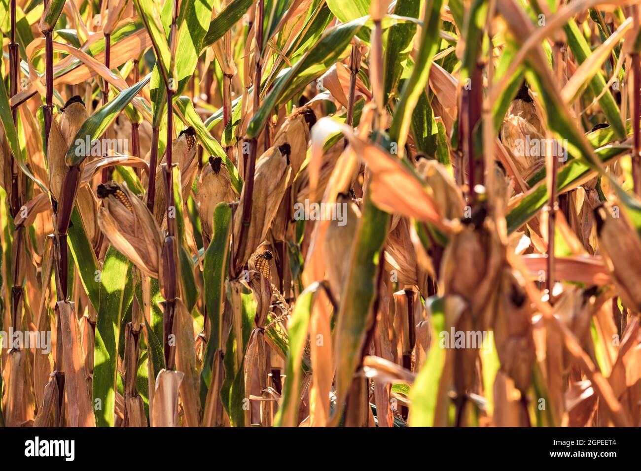 Some corn stalks in late summer are waiting to be harvested after the dry summer Stock Photo