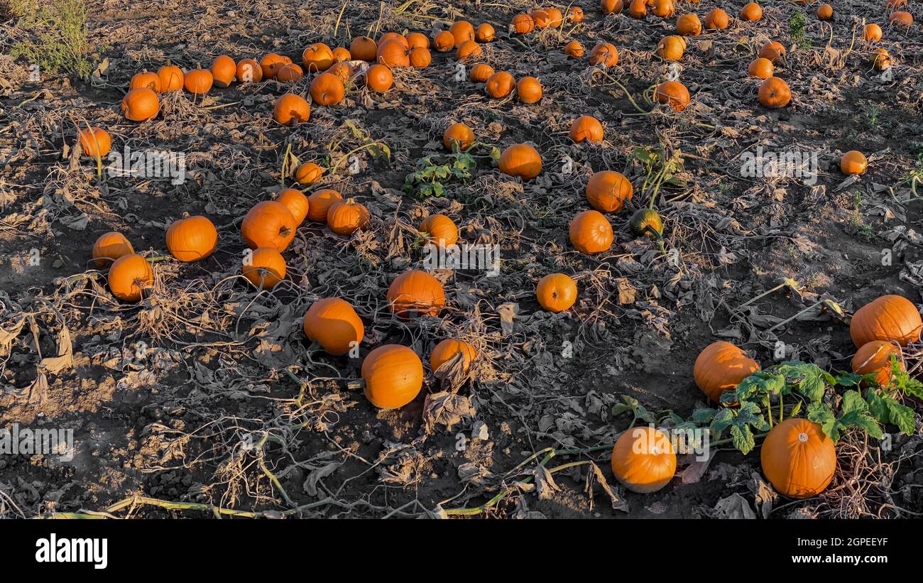 A field of orange Hokkaido pumpkins await harvest, Halloween and ...