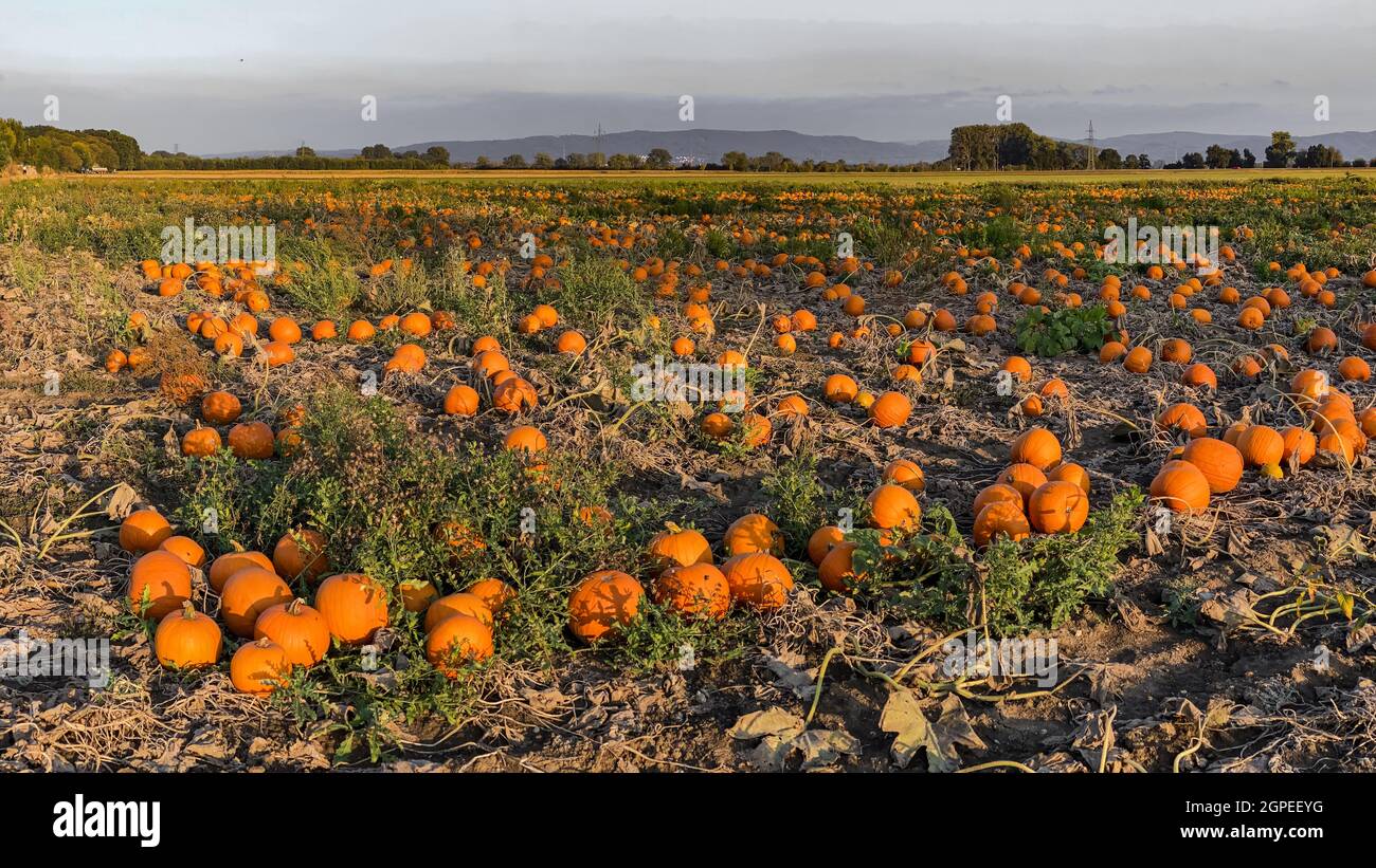 Panoramic image of a field with Hokkaido pumpkins in autumn Stock Photo