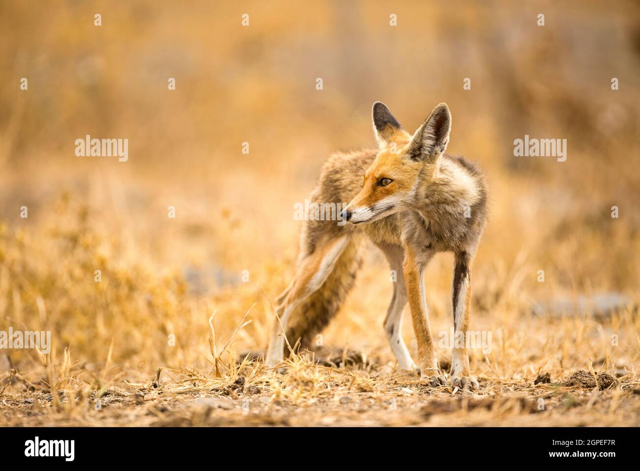 Red Fox (Vulpes vulpes). The Red Fox is the largest of the true foxes, as well as being the most geographically spread member of the Carnivora, being Stock Photo