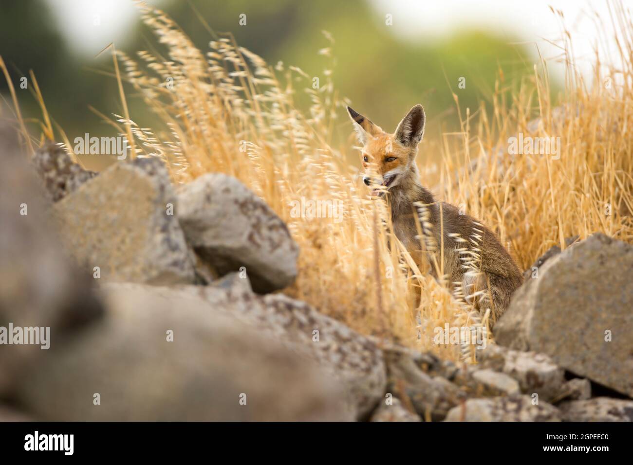 Red Fox (Vulpes vulpes). The Red Fox is the largest of the true foxes, as well as being the most geographically spread member of the Carnivora, being Stock Photo