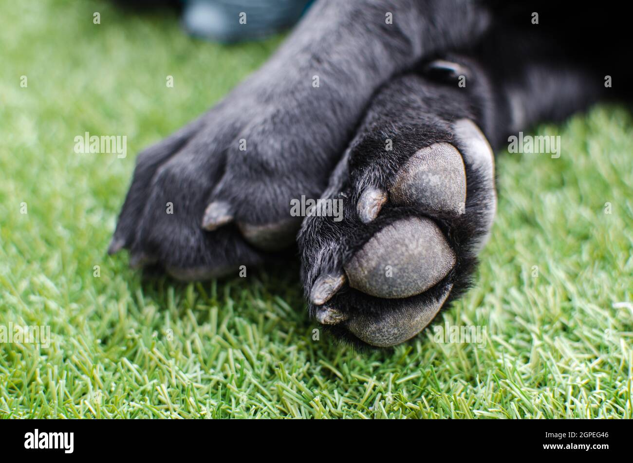 Claw paw detail hires stock photography and images Alamy