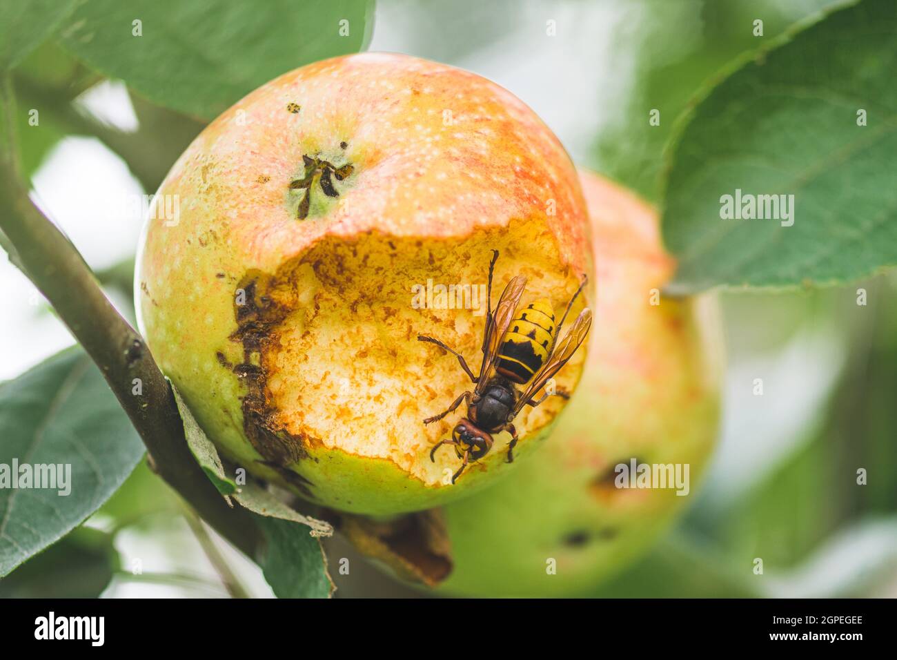 Giant European hornet wasp or Vespa crabro eating an apple hanging from a tree, close up Stock Photo