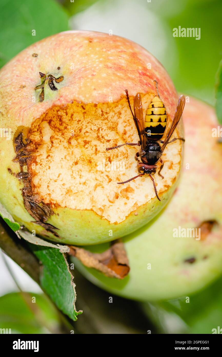 Giant European hornet wasp or Vespa crabro eating an apple hanging from a tree, close up, vertical Stock Photo