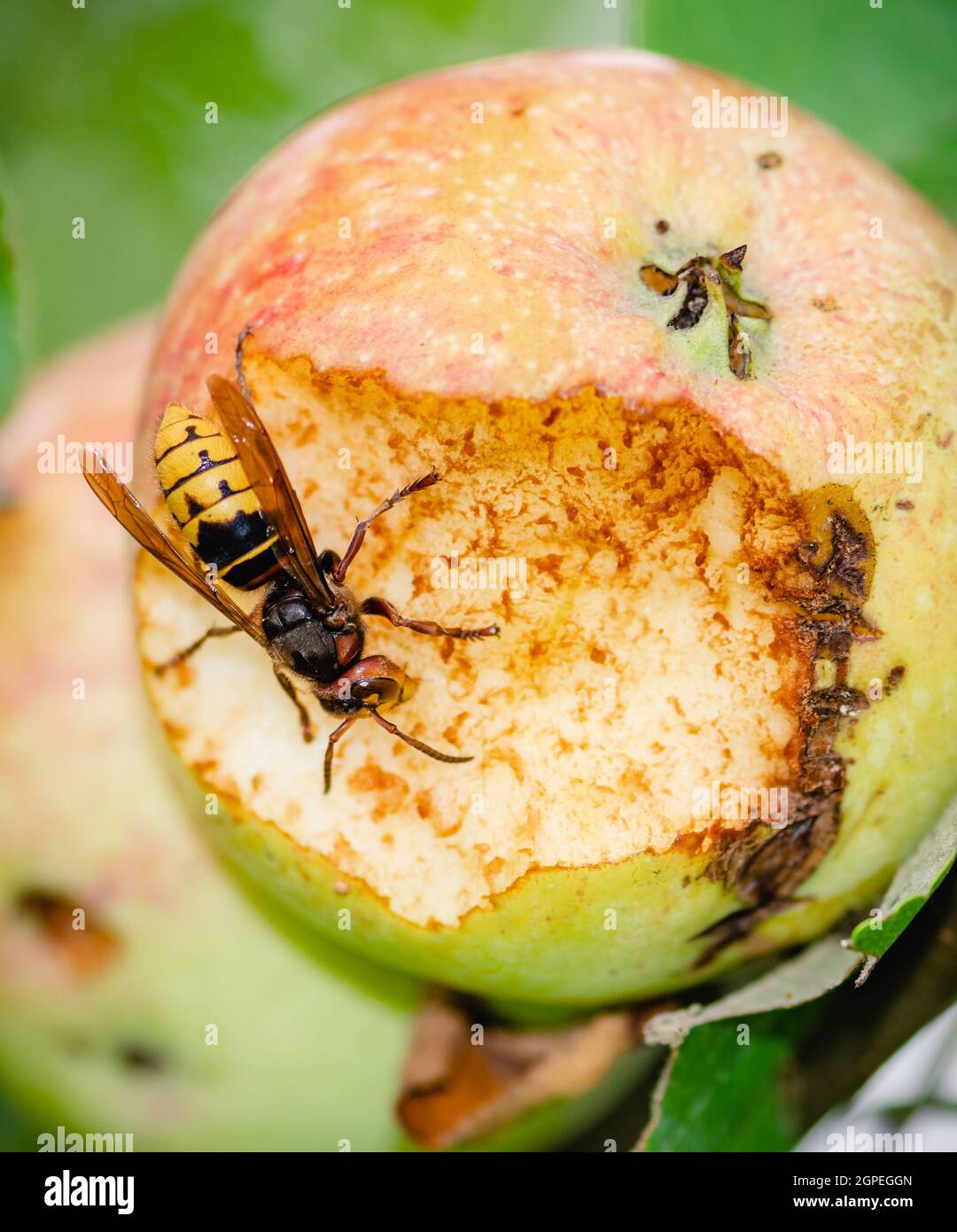 Giant European hornet wasp or Vespa crabro eating an apple hanging from a tree, close up, vertical Stock Photo