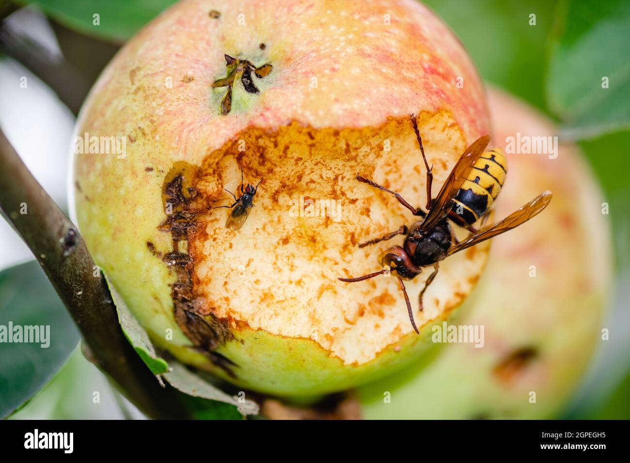 Giant European hornet wasp or Vespa crabro with small fly eating an apple hanging from a tree, close up Stock Photo