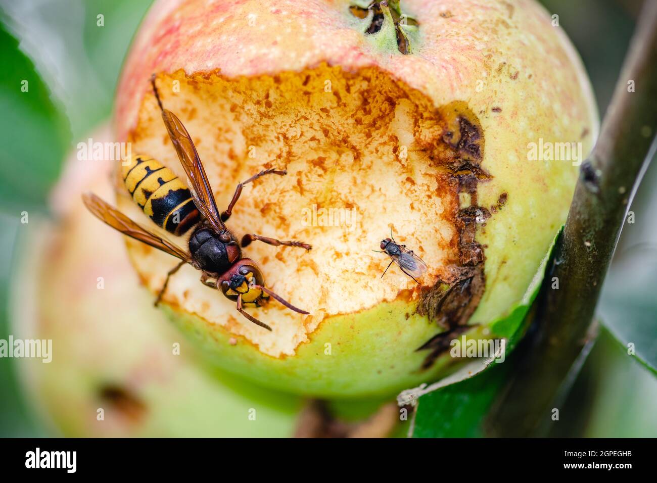 Giant European hornet wasp or Vespa crabro with small fly eating an apple hanging from a tree, close up Stock Photo