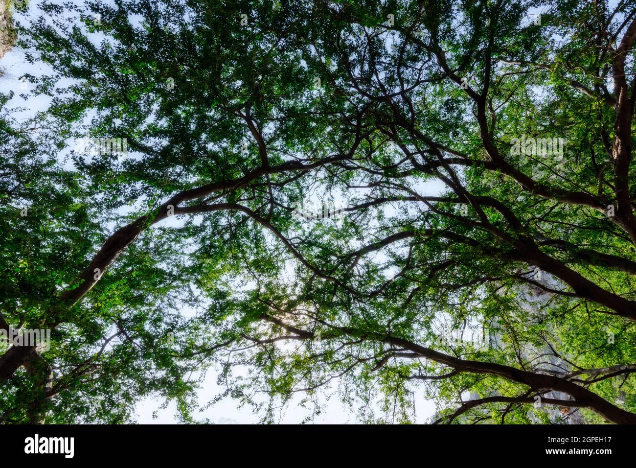Natural tree view Stock Photo - Alamy