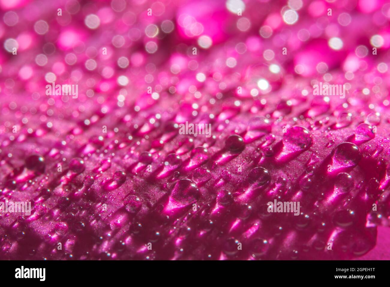 Macro background, water drops on pink flower petals Stock Photo - Alamy