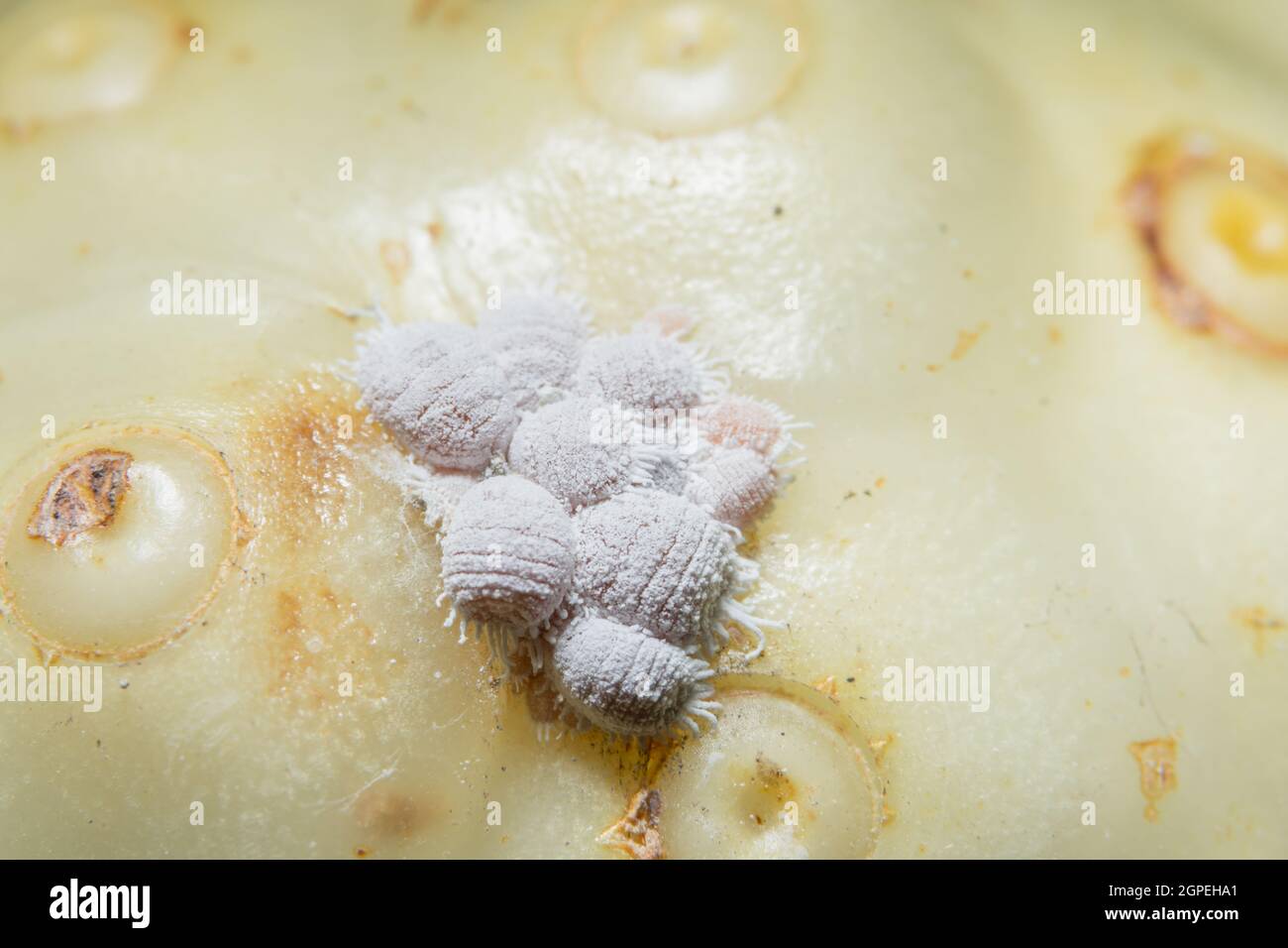 Macro Planococcus citri Stock Photo