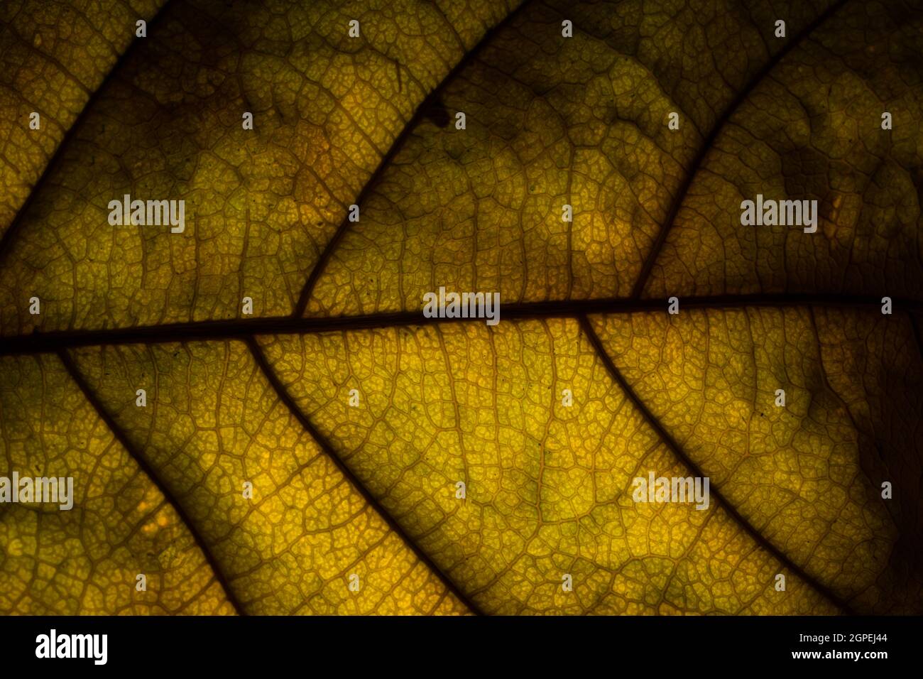 Background image of fresh green leaves Stock Photo - Alamy