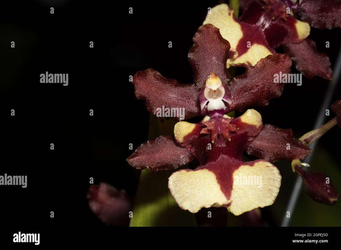 Macro orchid Brown Stock Photo - Alamy