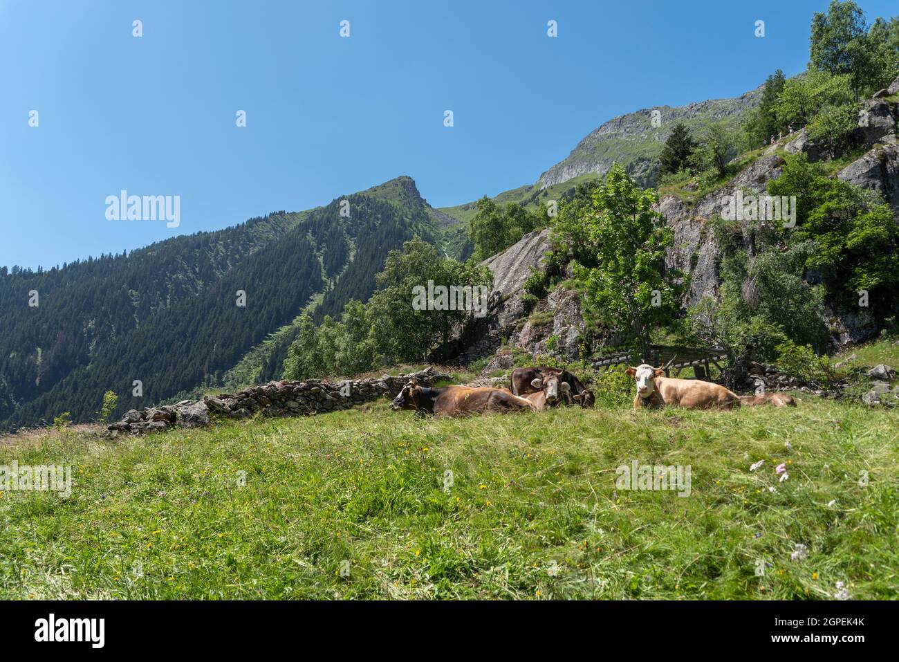 Landscape with cows on the hiking trail between Bellwald and Aspi-Titter  suspension bridge, Fieschertal, Valais, Switzerland, Europe Stock Photo -  Alamy