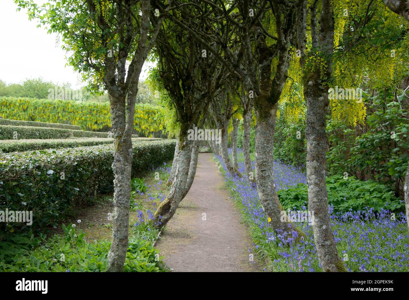 Laburnum arch Stock Photo