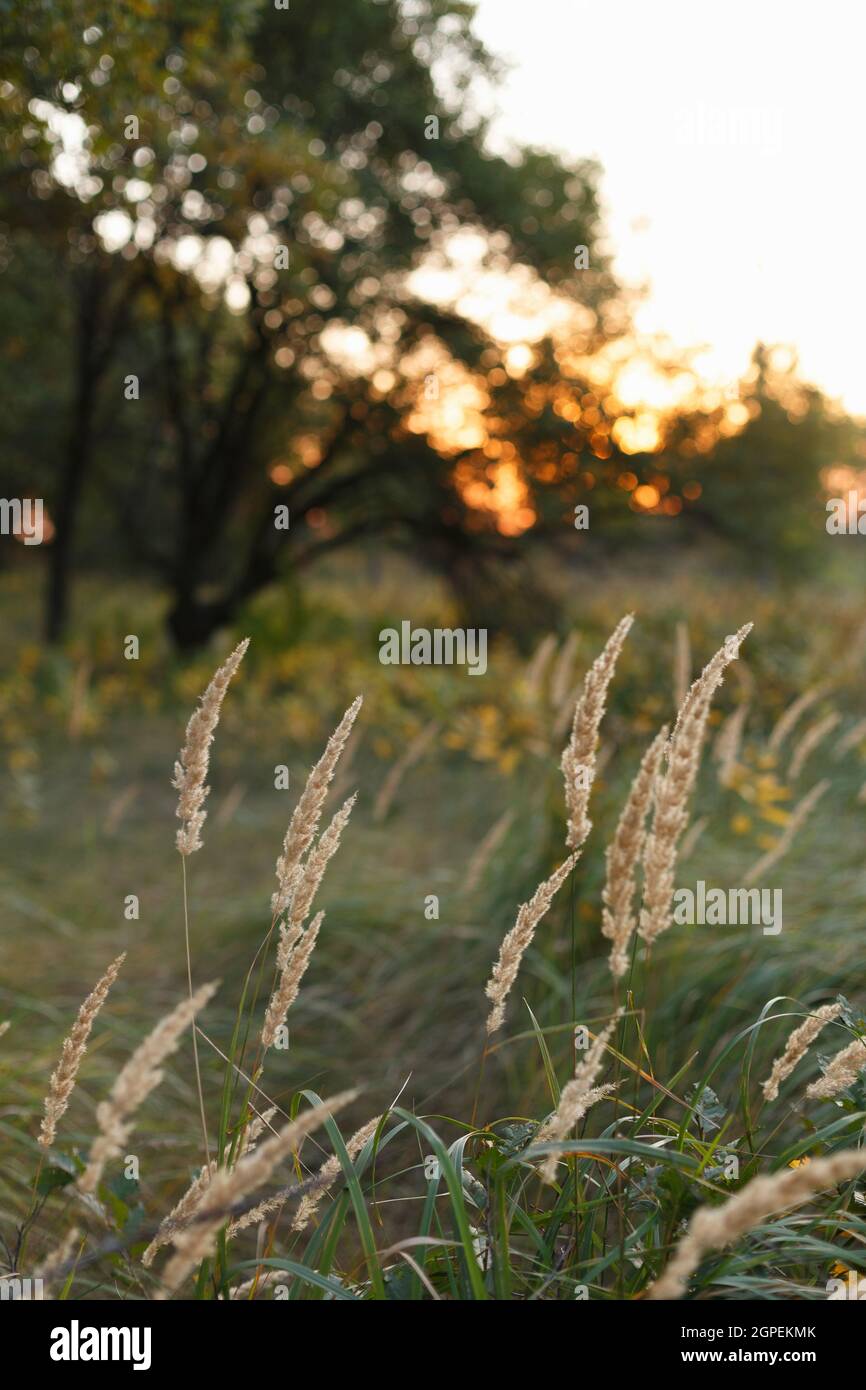 Wild grass in the autumn forest Stock Photo