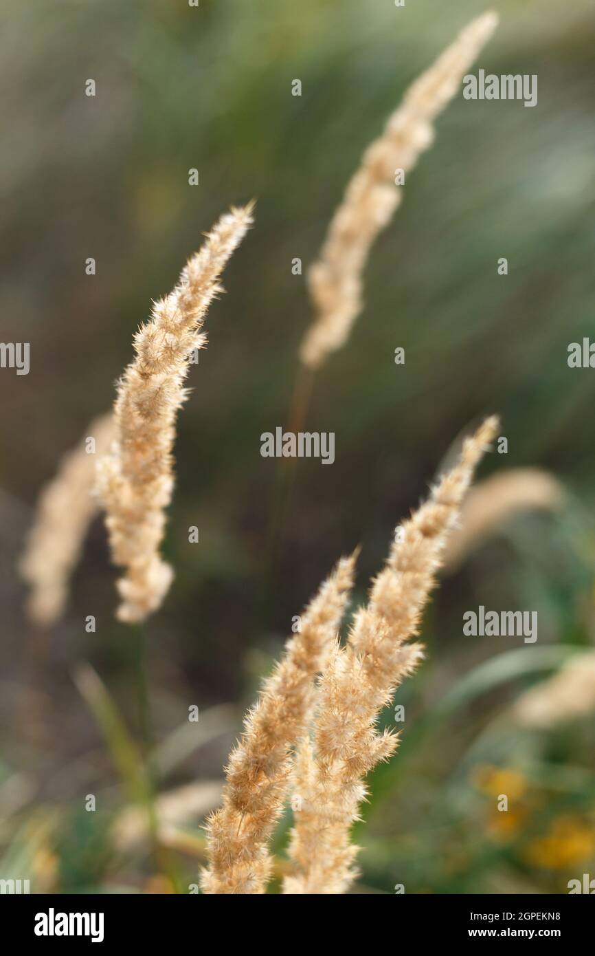 Wild grass in the autumn meadow Stock Photo