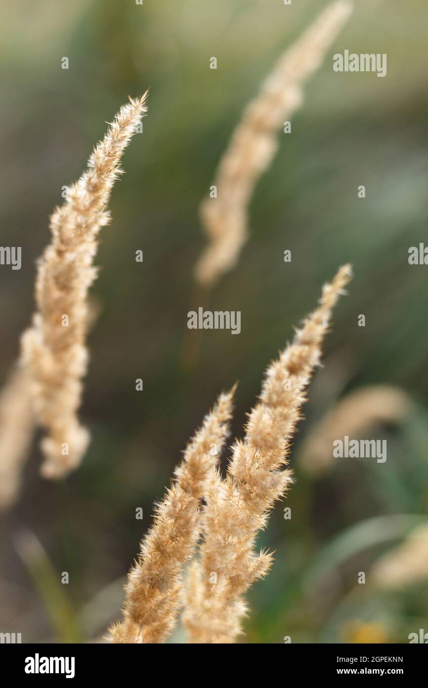 Wild plant grass hi-res stock photography and images - Alamy