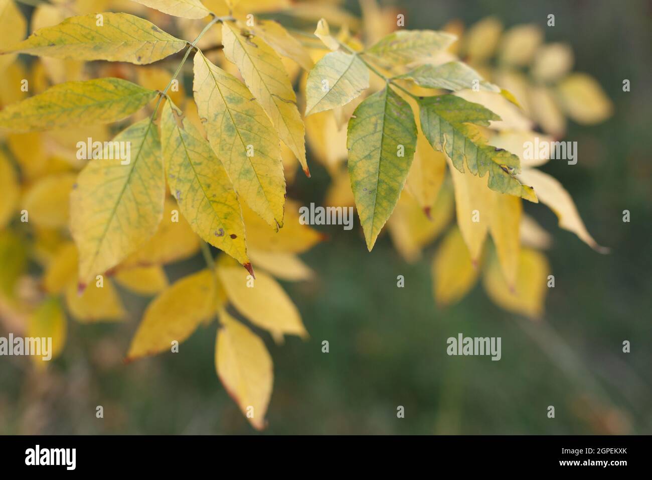 Autumn tree branch with yellow leaves Stock Photo
