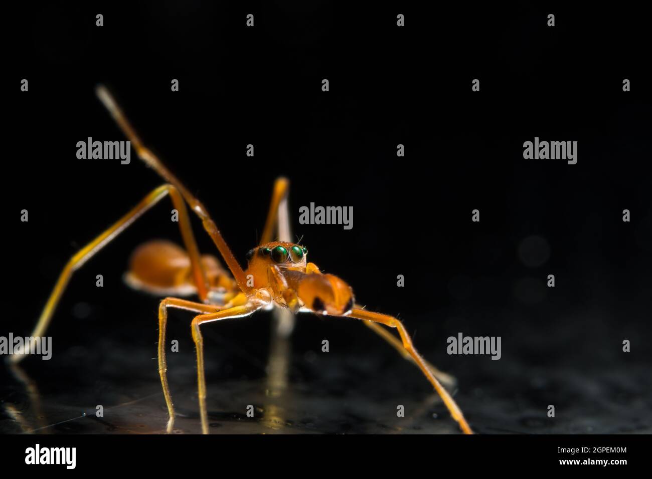 Macro Spider Kerengga ant-like jumper. Stock Photo