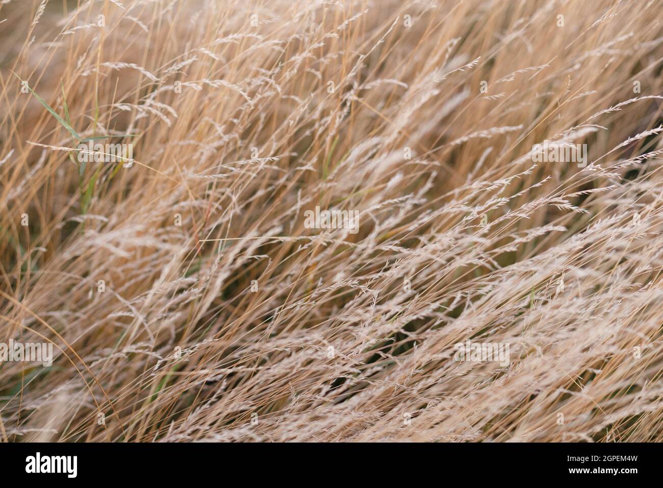Wild dry grass in the autumn meadow Stock Photo