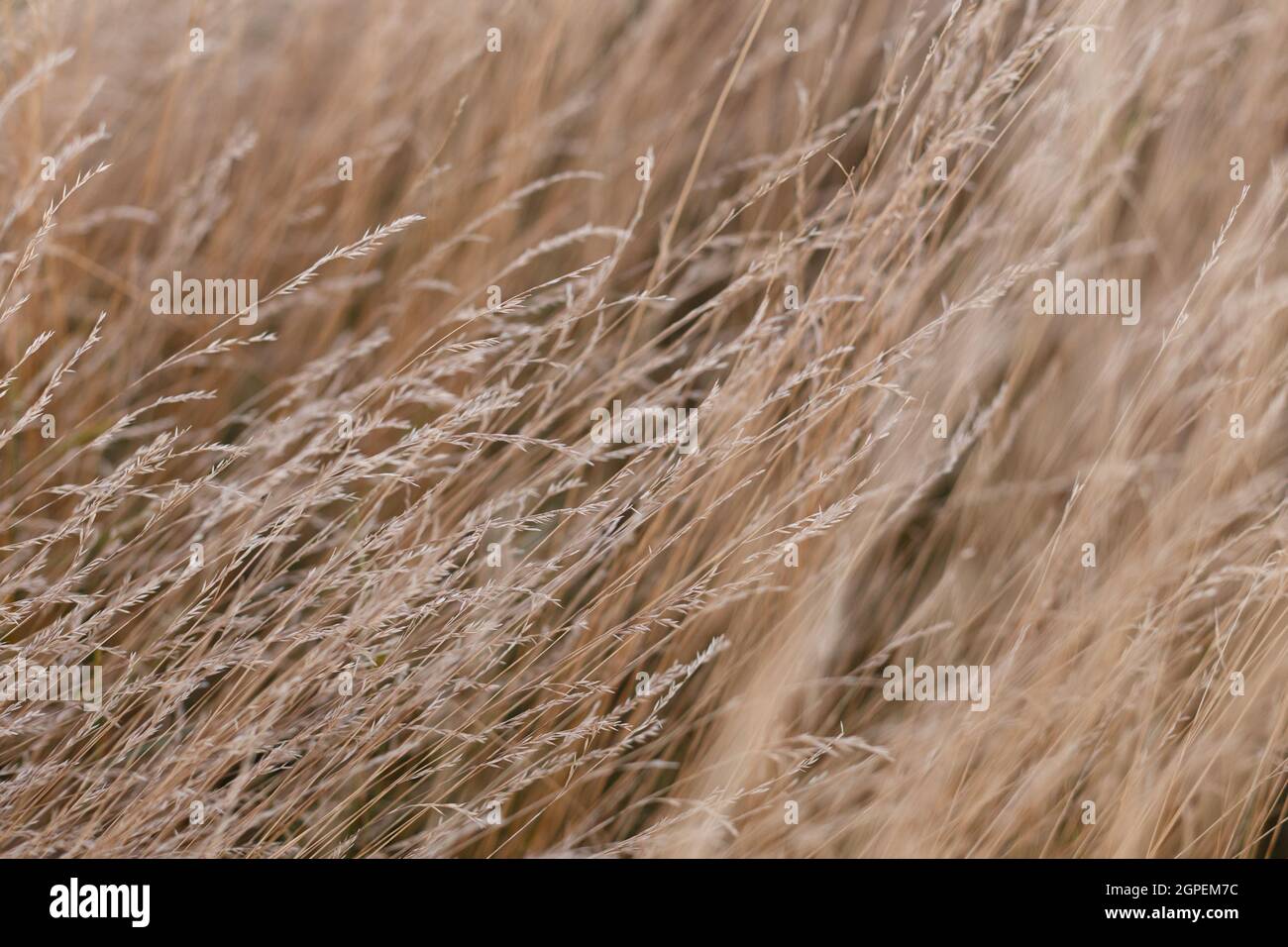 Wild dry grass in the autumn meadow Stock Photo