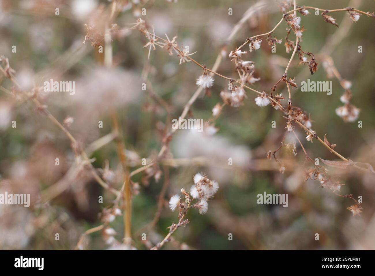 Wild dry plants in the autumn meadow Stock Photo