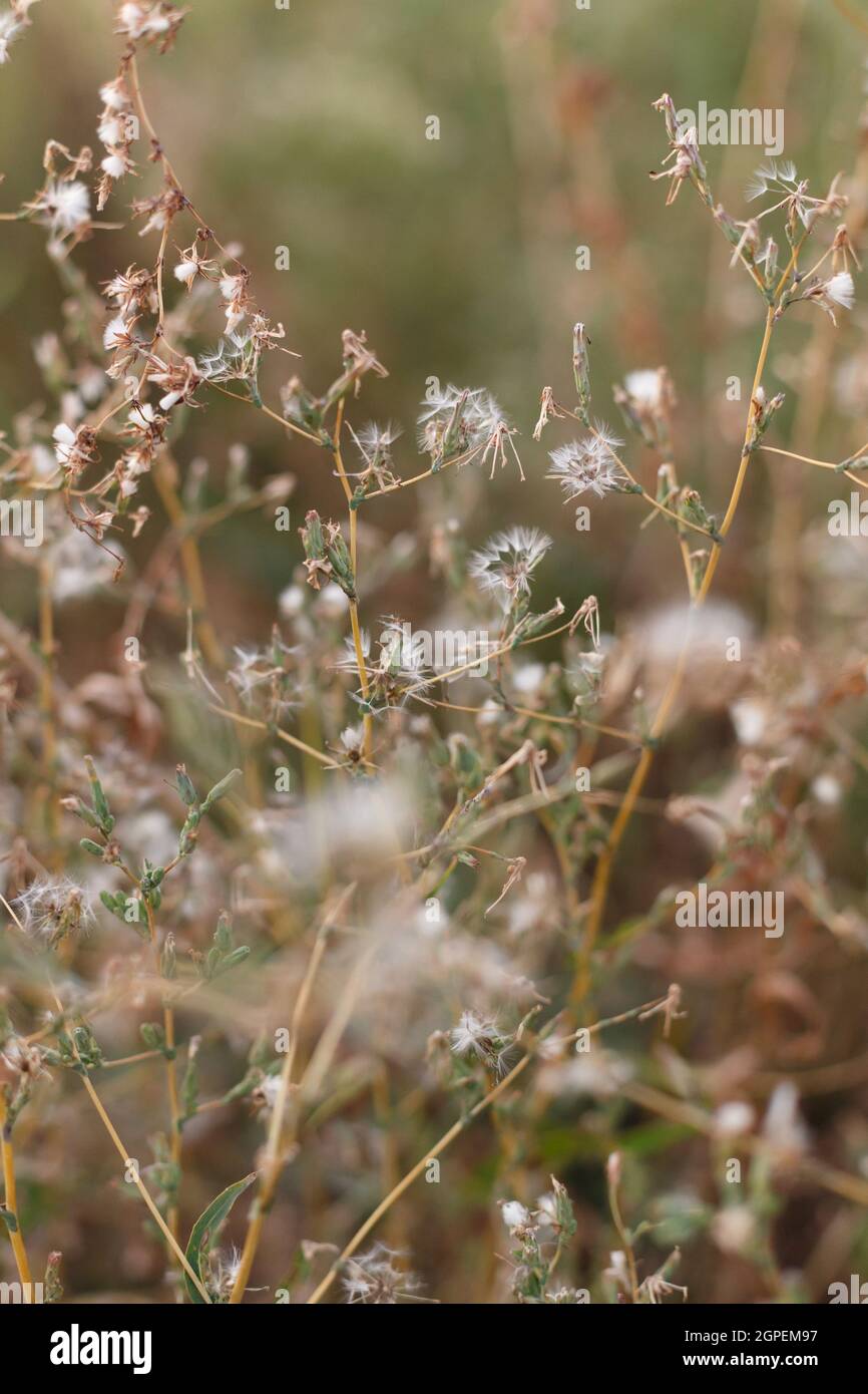 Wild dry plants in the autumn meadow Stock Photo