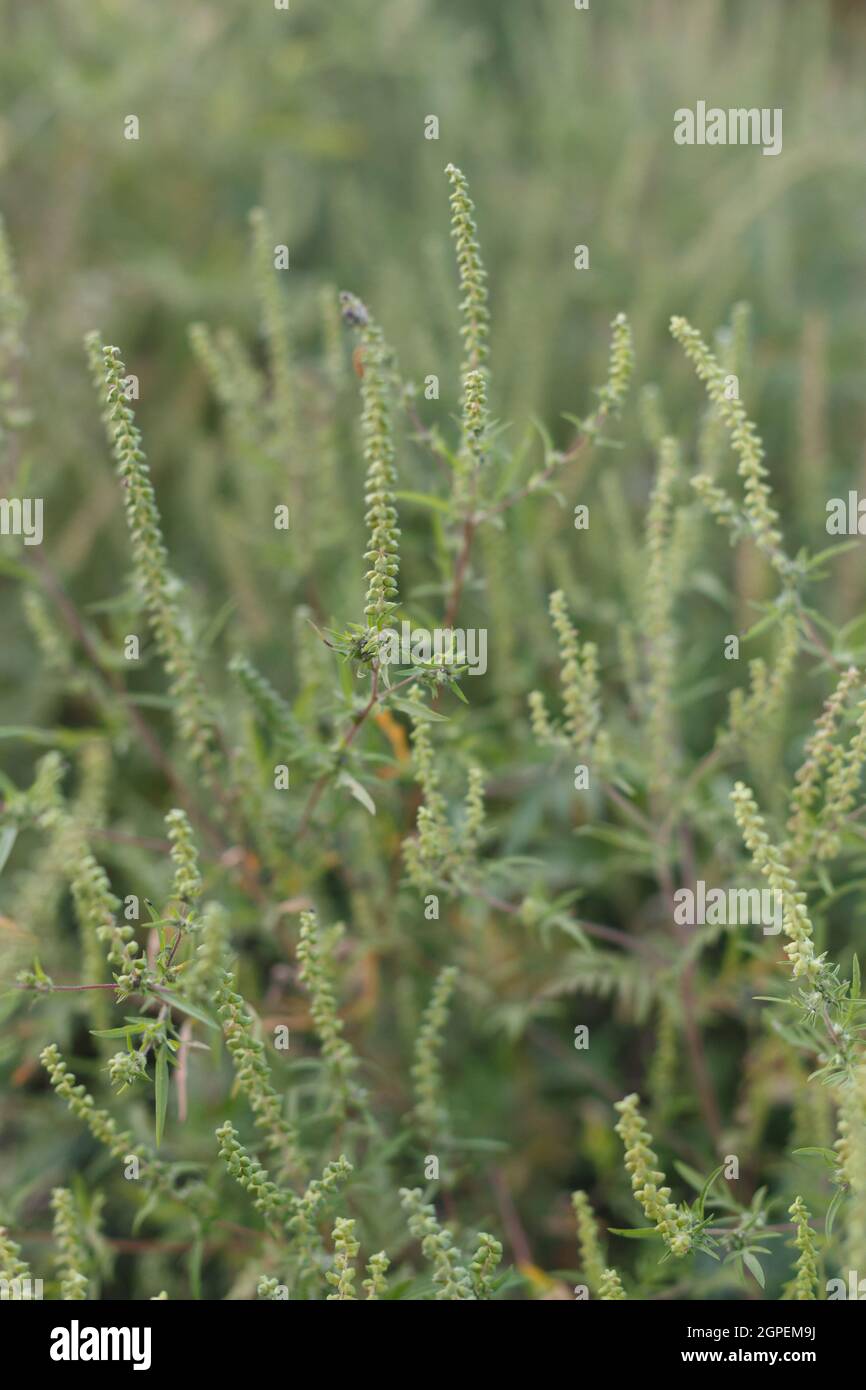 Ambrosia plant is blooming. Autumn time Stock Photo