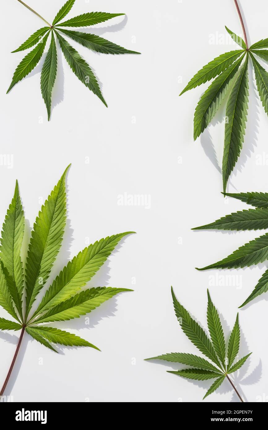Green Marijuana plants on isolated white background Stock Photo Alamy